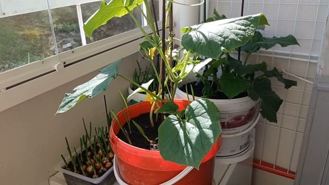 11 мая 2023 г. Огород на балконе, что нового...🍅🥒🧅🥰 смотреть онлайн