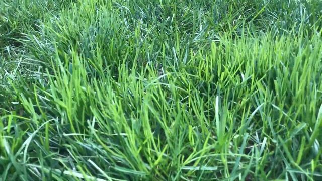 The POA In My Yard смотреть онлайн