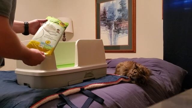 Tidy Cats Breeze XL unboxing! First Look! смотреть онлайн