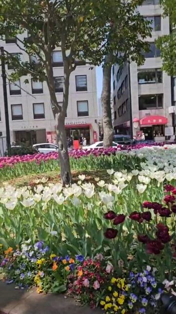 Тюльпаны для мамы... смотреть онлайн