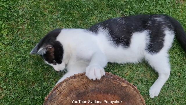 Funniest Animals! So Funny Cats! Cat and rope! Gato y cuerda Don't try to hold back Laughter Kucing смотреть онлайн