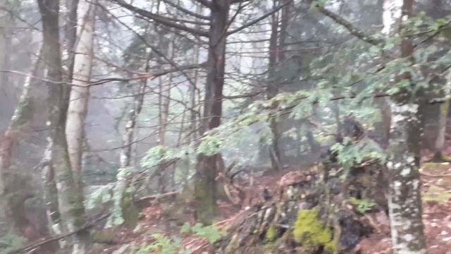 Поход за черникой