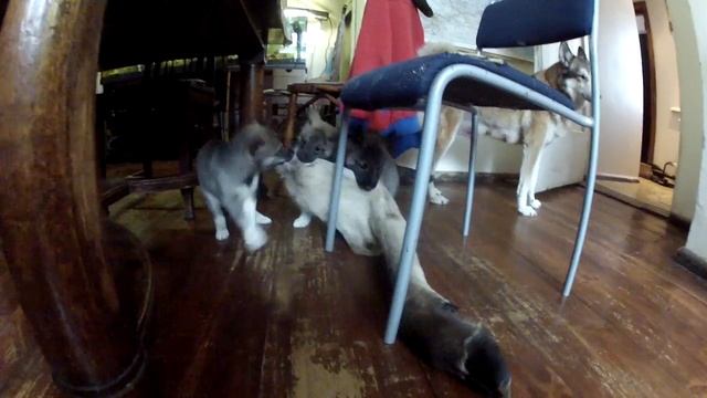 дали потрепать смотреть онлайн