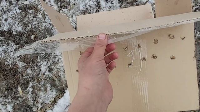 Новичок! Сорока Софочка из Орехово Зуево 11.04.22 г. смотреть онлайн