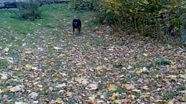 03.10.2014 Барсины лапки 2 смотреть онлайн