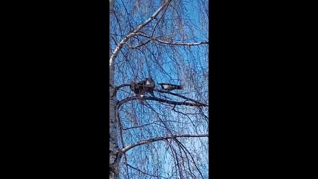 Ворона обижает кота. Видео от М. Тихомирова