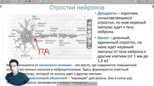 Нервная ткань | Общая гистология