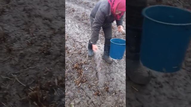 Підживлення малини зимою!