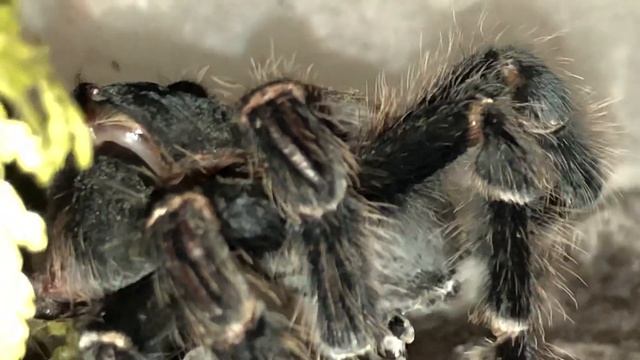 Brazilian Giant Salmon Bird Spider - Lasiodora parahybana 27 years old смотреть онлайн