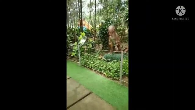 Dino Gate Zhafran, T-Rex, Brontosaurus, spino,tyrano, nedoceratos, para, ceratops. смотреть онлайн