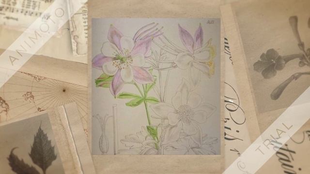 #Ботанический-скетчбук_июль смотреть онлайн