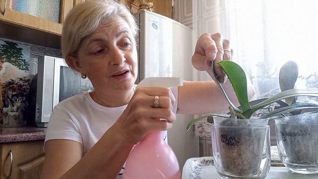 Як відновити висушені коріння у орхідеї " YELLOW CHOCOLATE "? смотреть онлайн