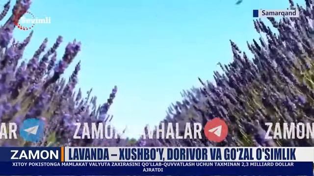 Лаванда - хушбўй, доривор ва гўзал ўсимлик смотреть онлайн