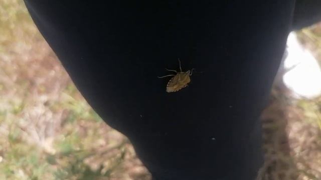 жёлтый клоп на даче смотреть онлайн