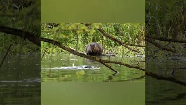 Бобры из Ново-Переделкино