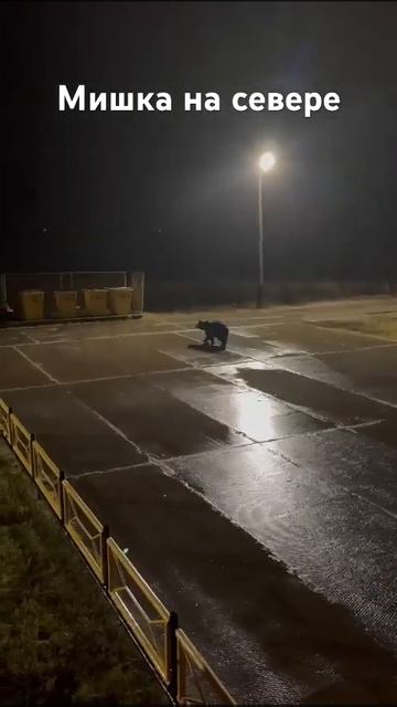 Север вахта медведь смотреть онлайн