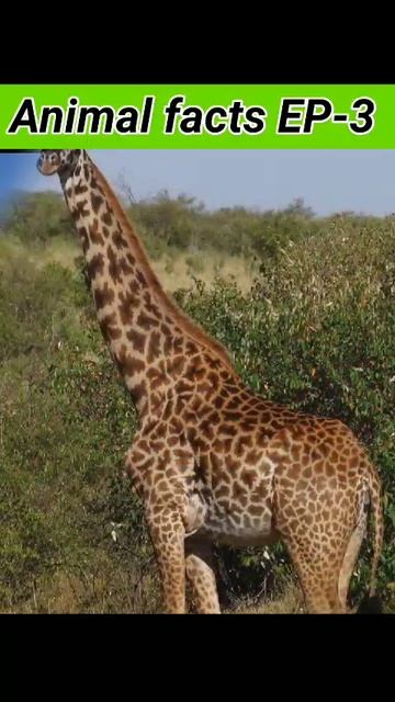 Animal facts EP-3 जानवरो के बारे मे रोचक तथ्य #shorts #trending #viral смотреть онлайн