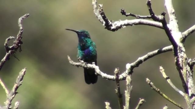 Birds of Peru: Sparkling Violetear (Colibri coruscans) смотреть онлайн