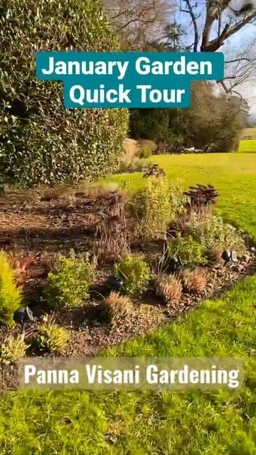 Evergreen shrubs for winter interest|| South facing|| Choisya ternate, Nandina domestica, heathers смотреть онлайн