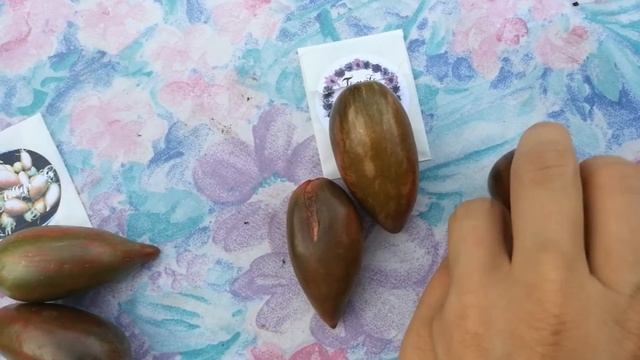 #ТоматыСезон2022#ТоматыАэлита#ОбзорСортов#АэлитаСемена смотреть онлайн