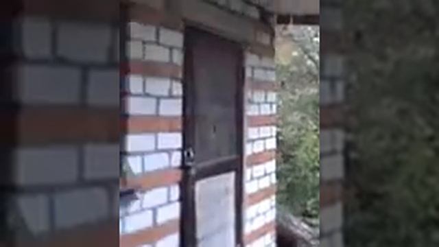 одуванчики чики