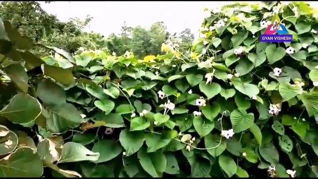 विधारा बूटी की पहचान और प्रयोग, फायदे जानकर पैरों तले जमीन खिसक जाएगी смотреть онлайн