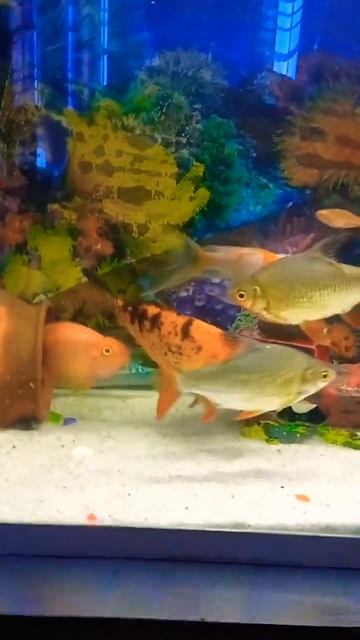 community fish tank #(CAPTION) #my parrot fish #viral shorts# смотреть онлайн