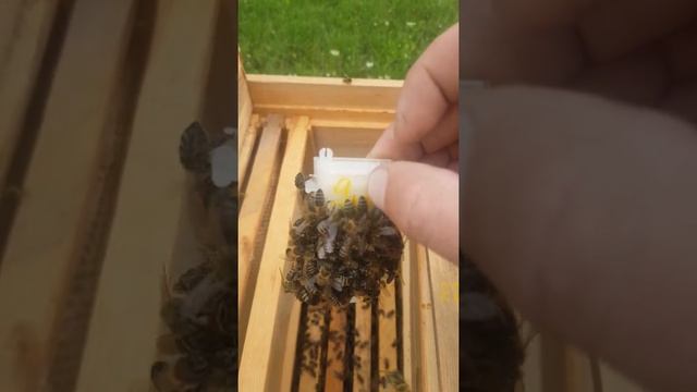 Піселення бджолиної матки.Colonization of the queen bee. смотреть онлайн