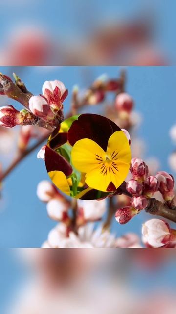 Включаю ВЕСНУ!
ВЕСНА! смотреть онлайн