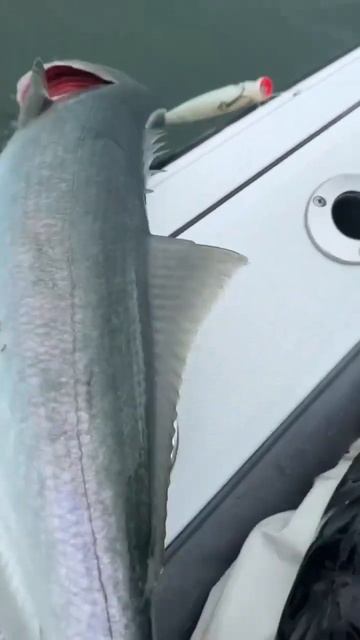 Monster Bluefish Landed!