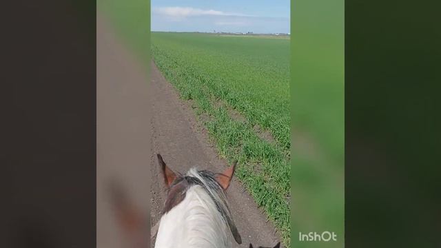 Конные прогулки в Ейске смотреть онлайн