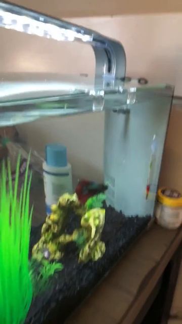 Topfin 5 gallon tank смотреть онлайн