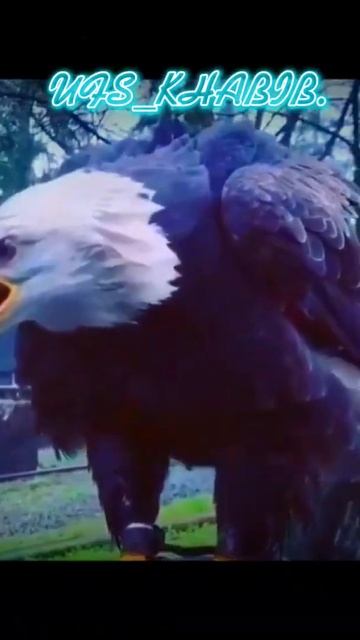 ХАБИБ НУРМАГОМЕДОВ ОРЕЛ 🦅🇷🇺 #ufs #бой #хабибнурмагомедов #хабиб смотреть онлайн