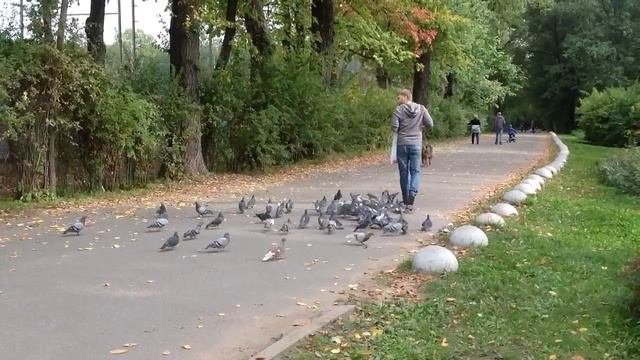 Повелитель голубей)) смотреть онлайн