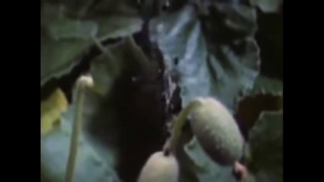 Бешеный огурец смотреть онлайн