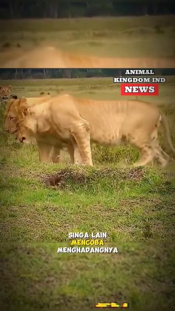 Meski lawanya singa gag ada takut takutnya #animalkingdomind смотреть онлайн