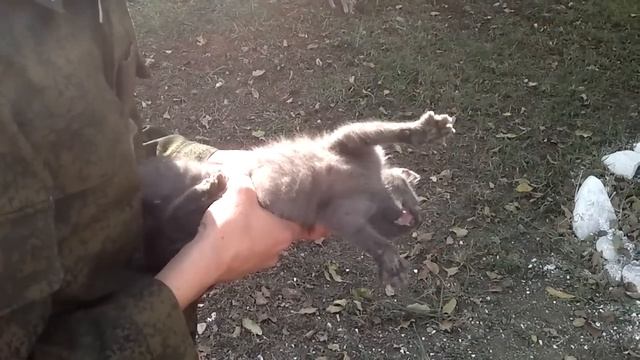 Бешеный котенок.mp4 смотреть онлайн