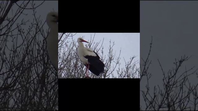 Аист.mp4