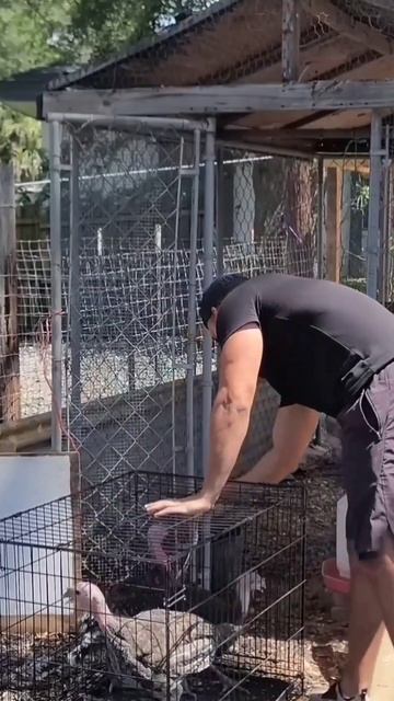 Wana see my GOBBLER 😉🤣🦃 #shorts смотреть онлайн