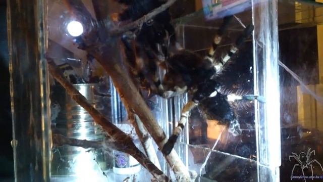 Poecilotheria formosa mating (No3) 20151213 (slow motion deceleration) смотреть онлайн