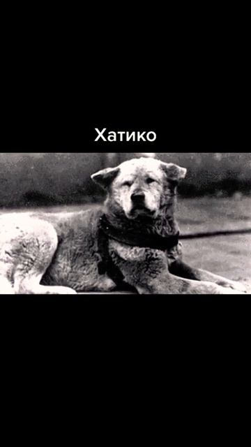 История Хатико (Самый верный друг) смотреть онлайн