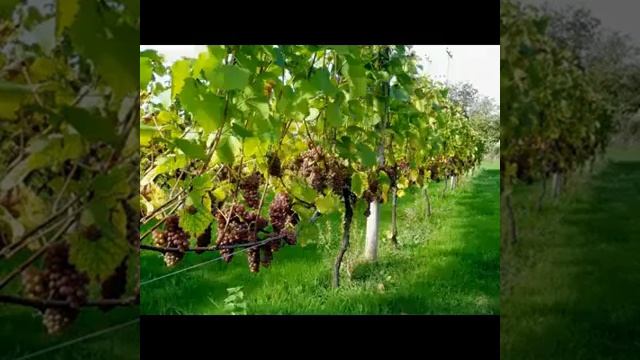 Салом. Хамага. Каеси. Булар. Булмаедигон. Видео га класса. Боскадан. Шунга. Босип. Куе смотреть онлайн