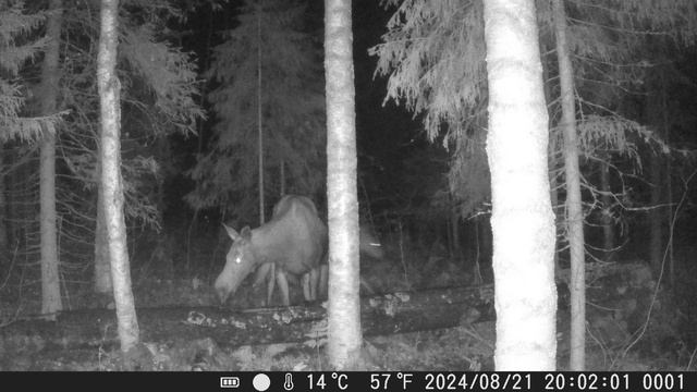 Лосиха с лосёнком