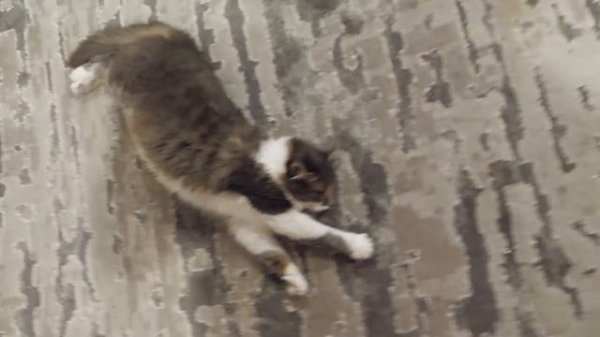 VLOG Закупка продуктов на рынке. Фарширую перчики