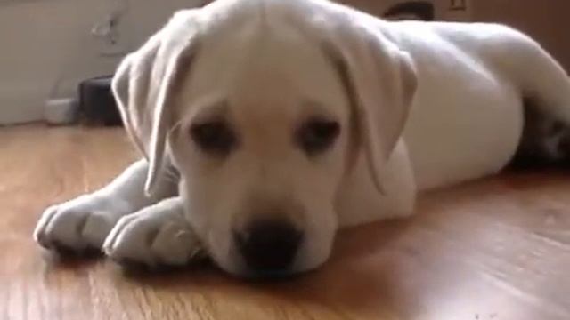 Puppy licking camera смотреть онлайн