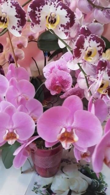 Февральское цветение смотреть онлайн