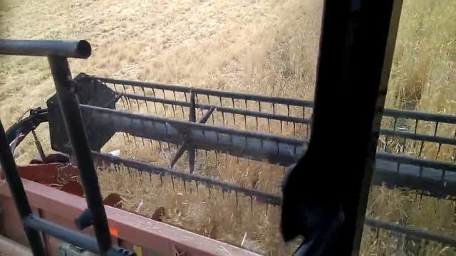 Уборка пшеницы, после уборки пшеницы смотреть онлайн