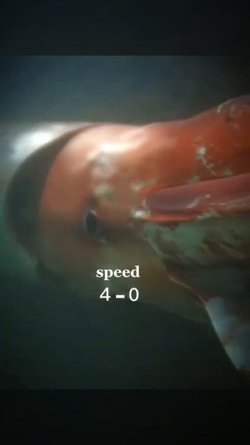 sperm whale vs giant squid смотреть онлайн