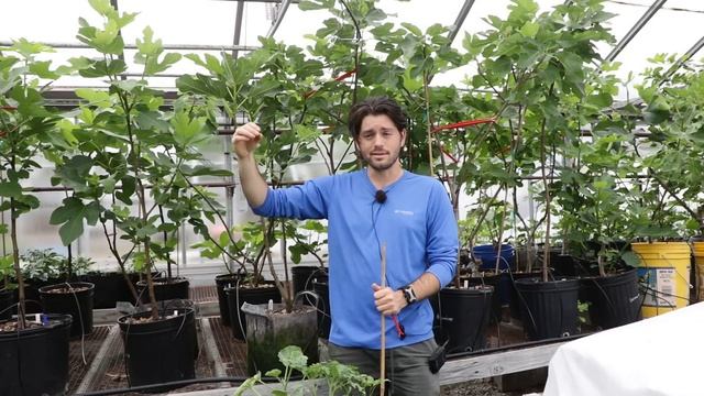 Do This NOW to Your Fig Trees for More & Better Tasting Figs смотреть онлайн