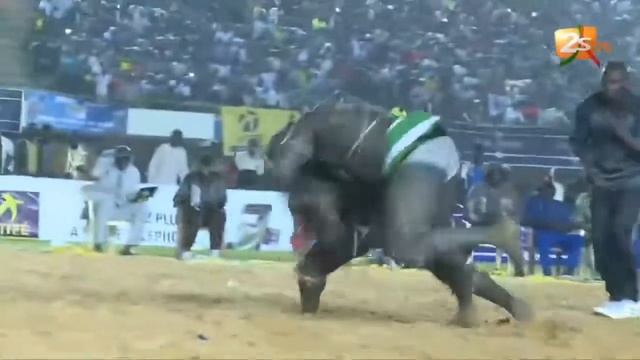 Лаамб - борьба Сенегала. Laamb - Senegals Wrestling